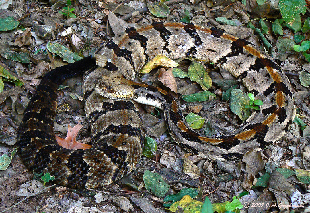 Timber Rattlesnake (Crotalus horridus)