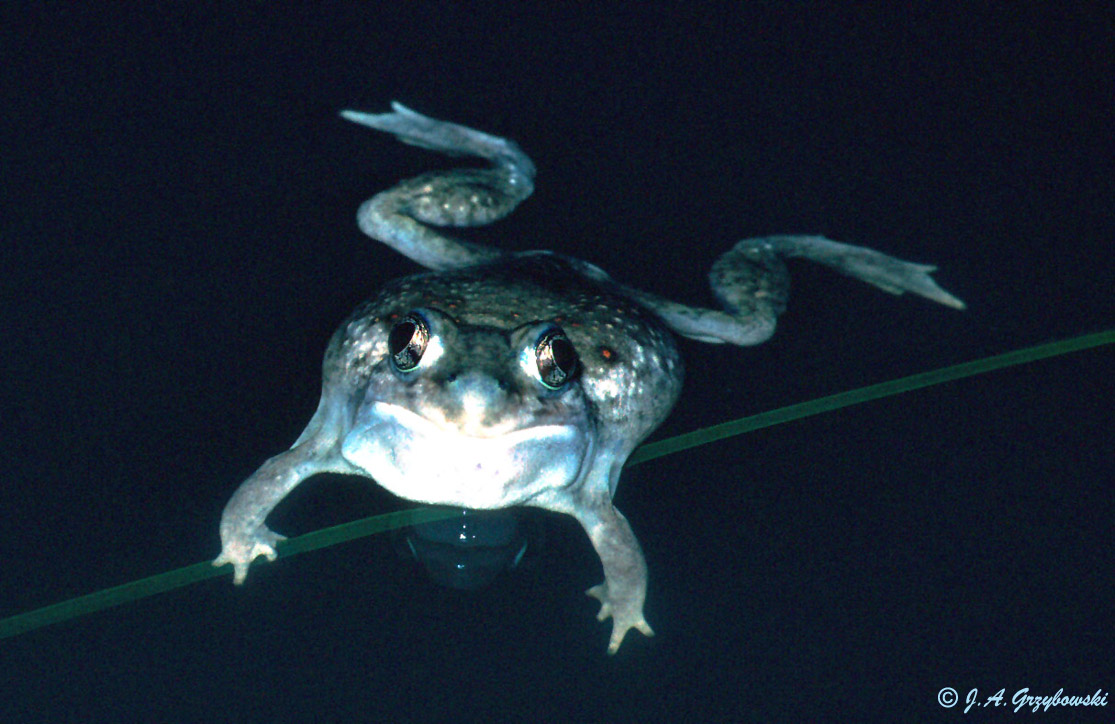 Plains Spadefoot (Scaphiopus bombifrons)