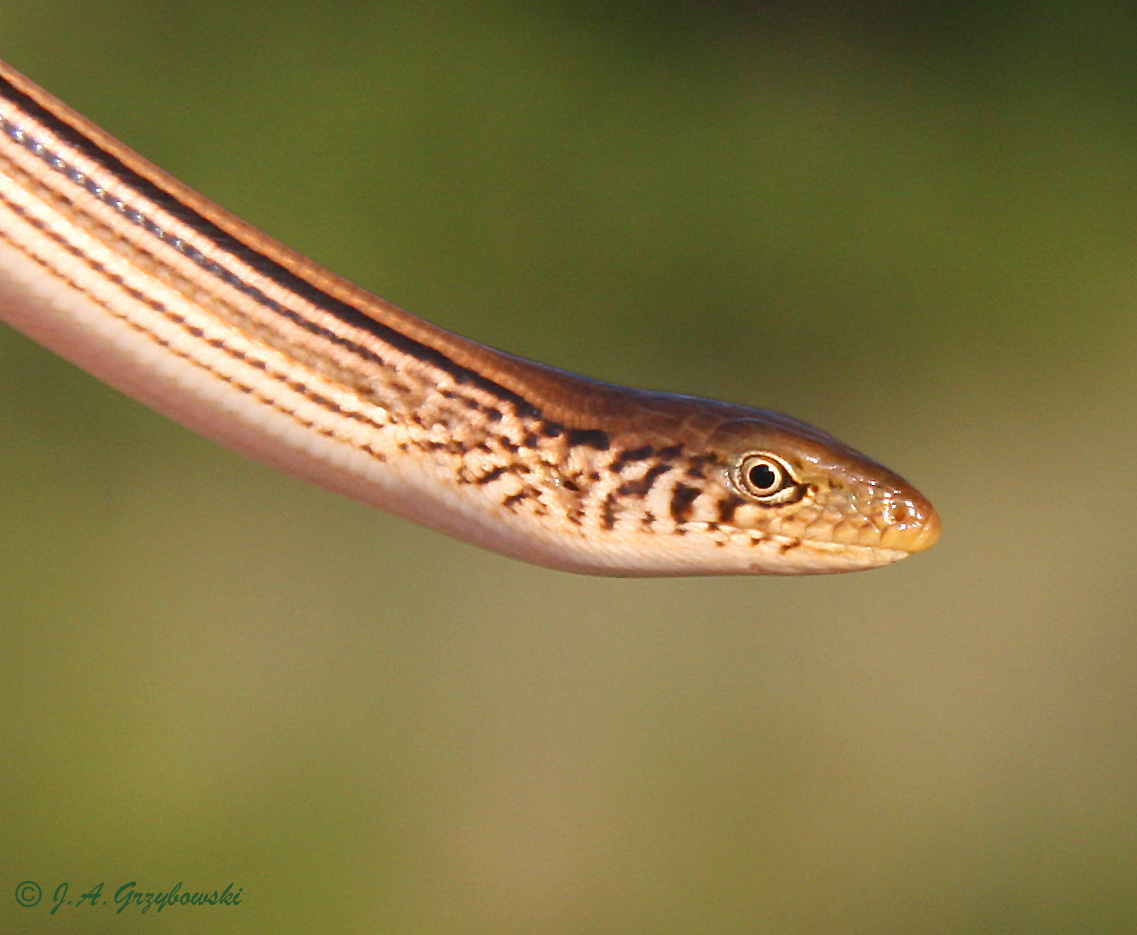 Slender Glass Lizard (Ophisaurus attenuatus)