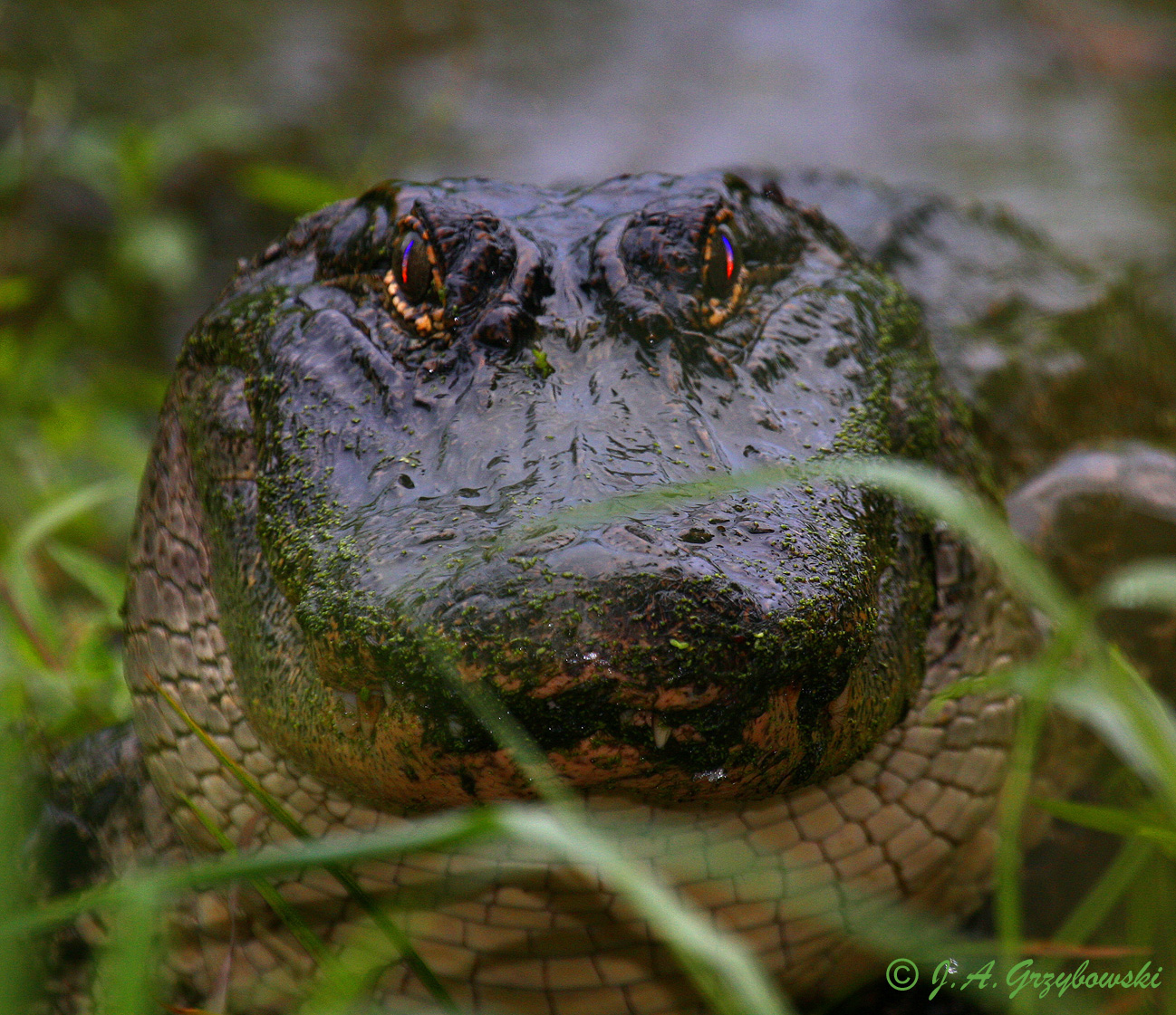 American Alligator