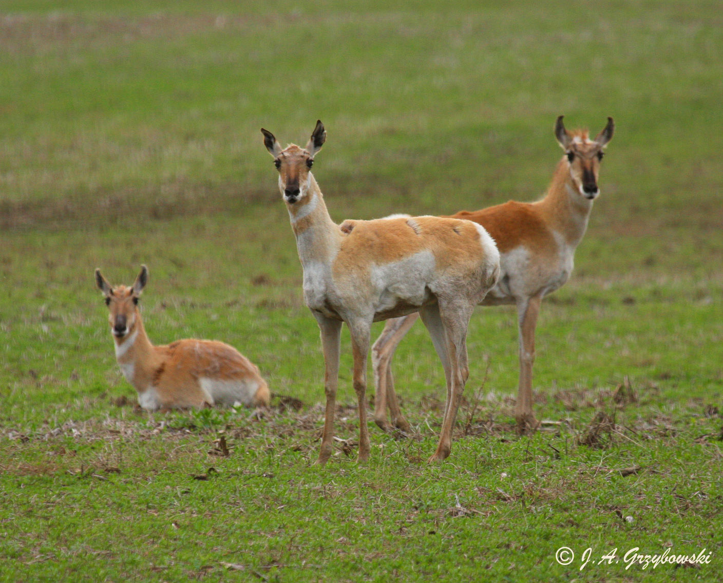 Pronghorn looking sad