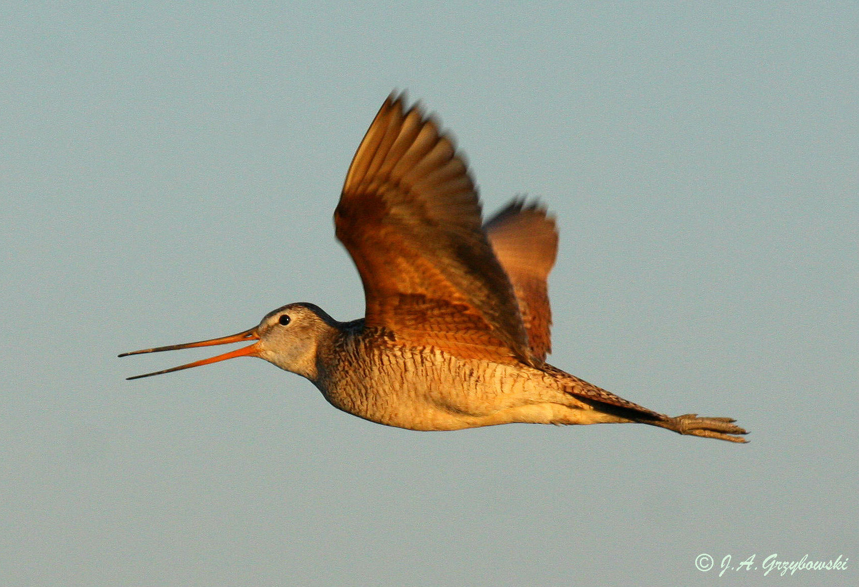 Marbled Godwit