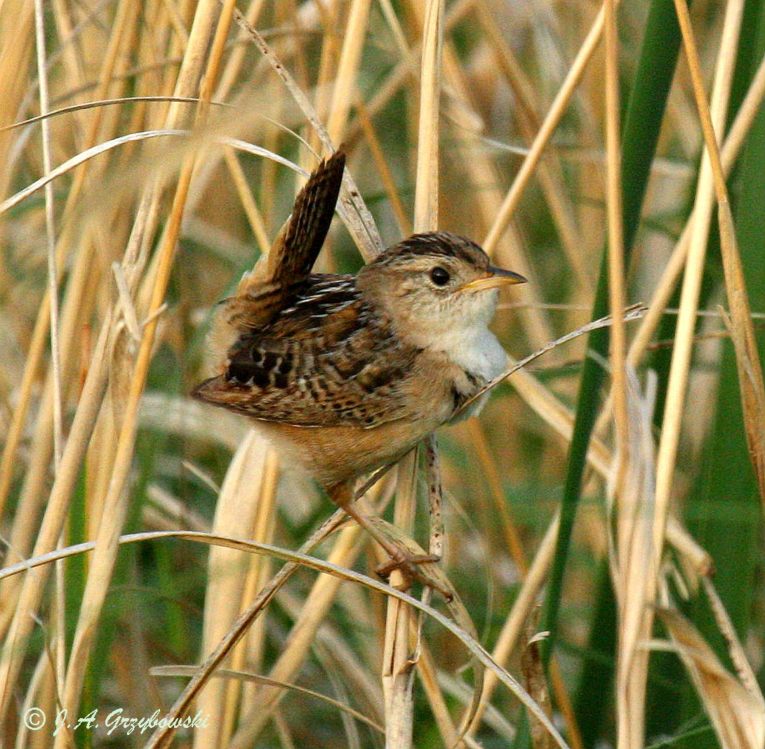 Sedge Wren
