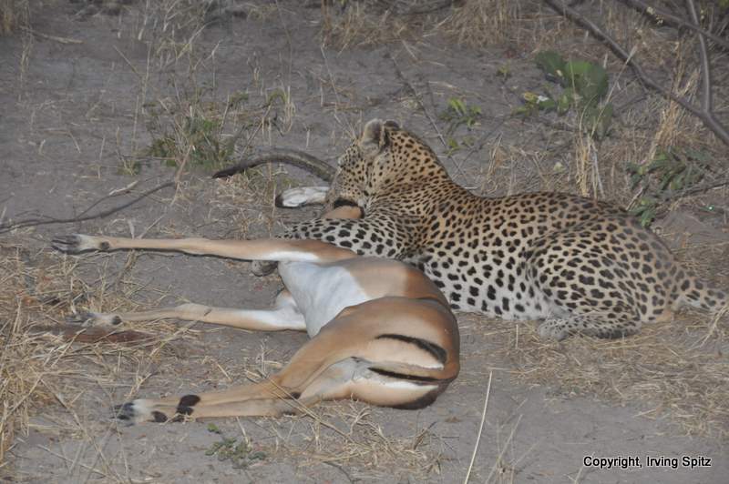 Leopard and its kill near Sandibe Lodge: DSC_0011.JPG