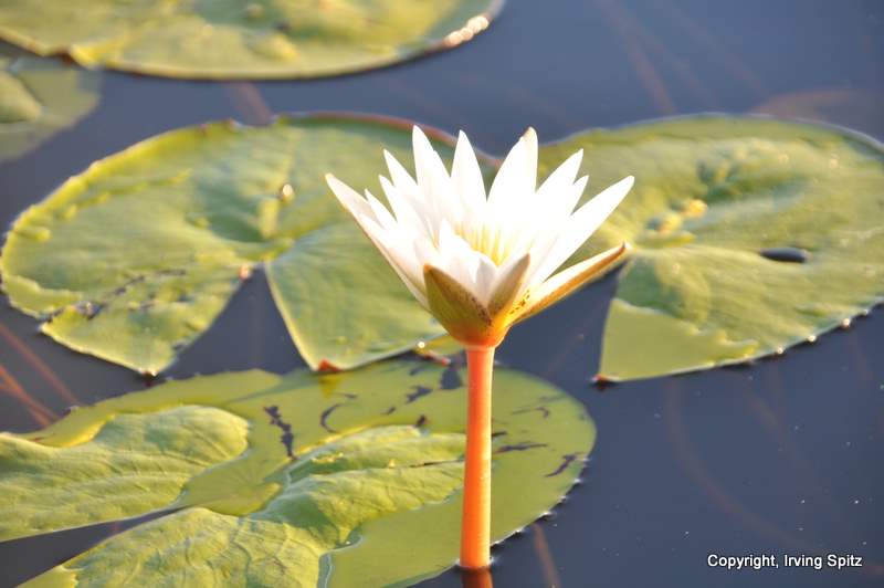 Lilies: DSC_0636.JPG