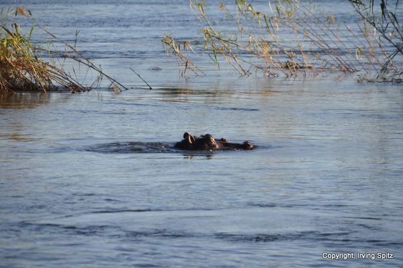 hippopotamus