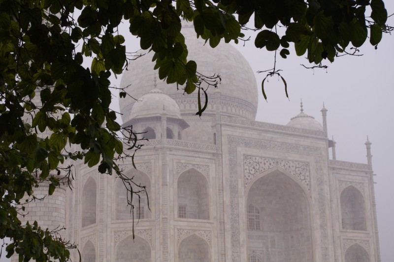 Green Trees and a Taj Mahal.jpg
