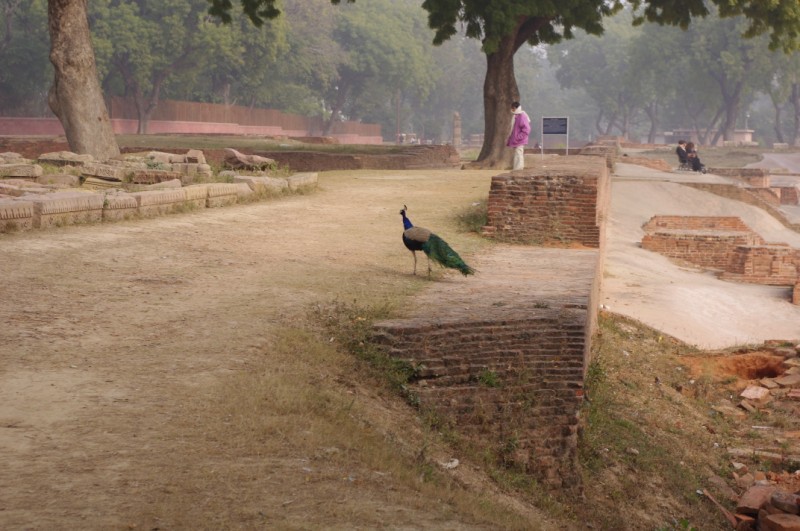 Peacock in Sarnath (2).jpg