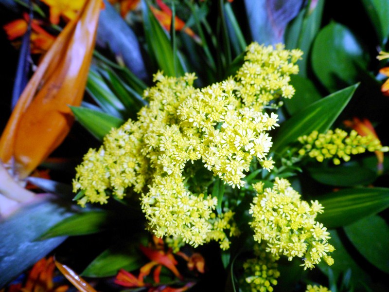 Flowers in Bosque Tropical - Jardin Botanico.jpg