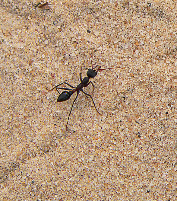 Bull Ant