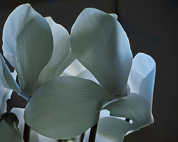Cyclamen 1