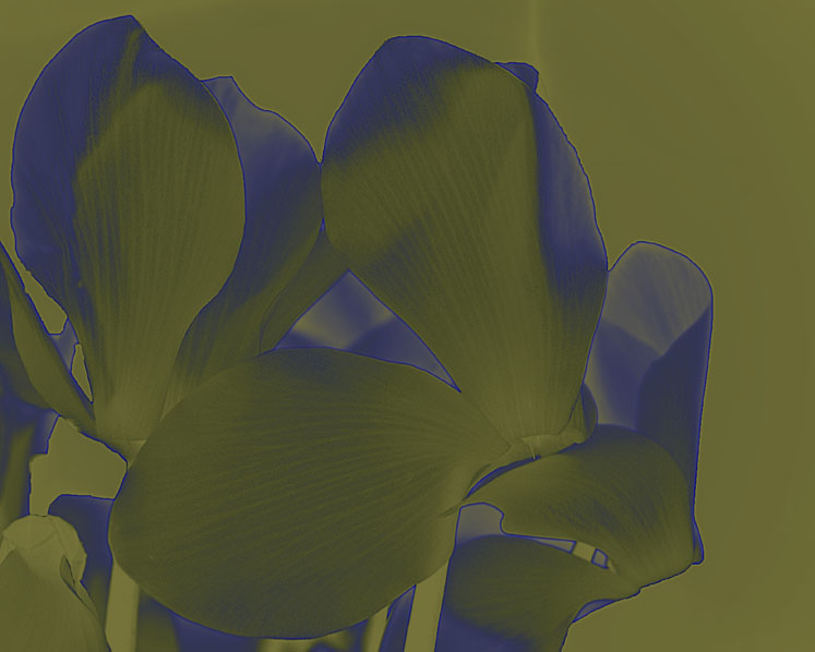 Cyclamen 1 Duotone