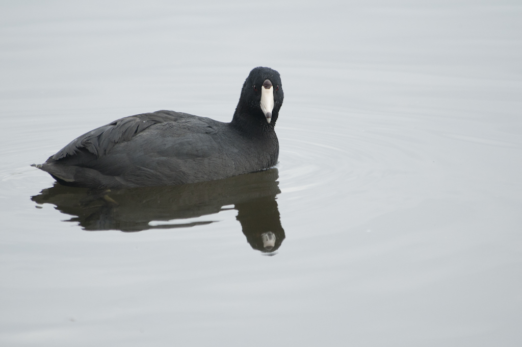 Foulque dAmrique - American Coot