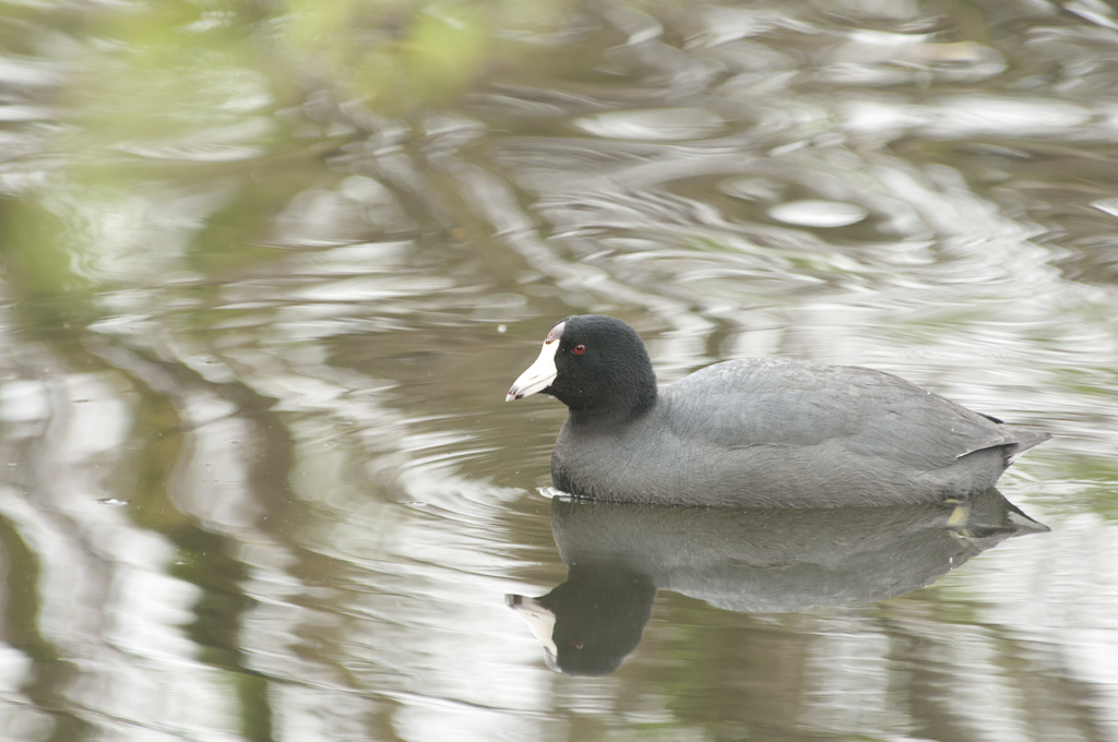Foulque dAmrique rfection - American Coot reflection