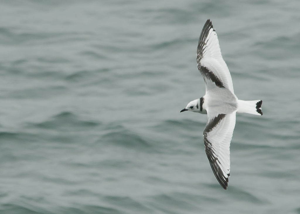 Mouette tridactyle juvnile- Black-legged Kittiwake juvenile