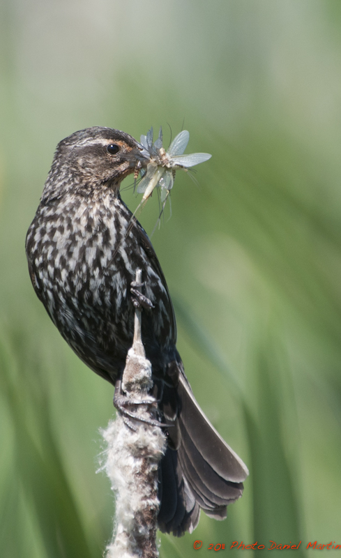 Carouge  paulettes - Redwing Blackbird