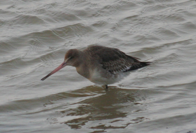 Black-tailed Godwit (Limosa limosa), Kwade Hoek