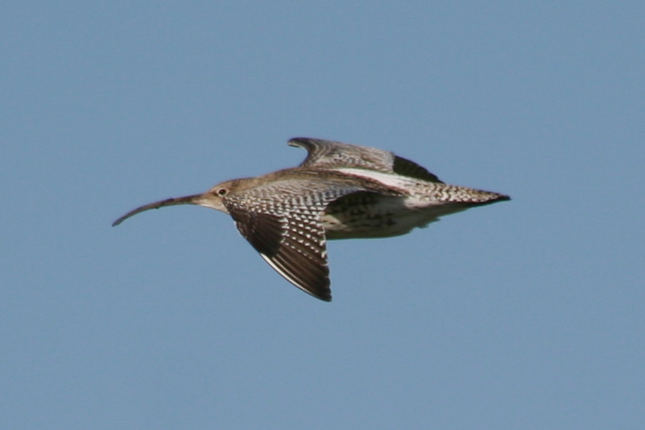 Curlew (Numenius arquata) Camperduin Vereenigde Harger en Pettermerpolder NH