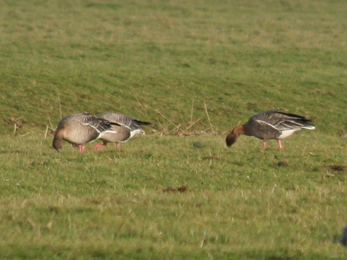 Pink-footed Geese (Anser brachyrhynchus) Camperduin Vereenigde Harger en Pettermerpolder