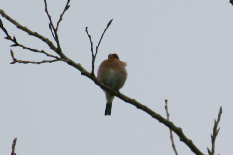 Brambling (Fringilla montifringilla) Texel