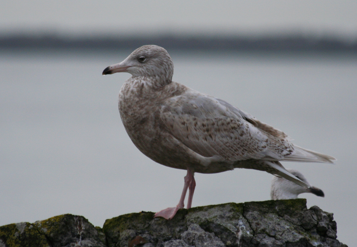 Glaucous Gull (Larus hyperboreus) Zuidpier IJmuiden