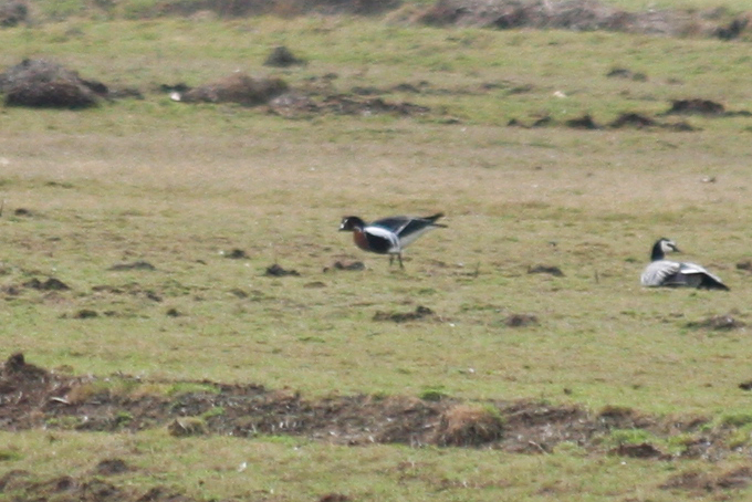 Red-breasted Goose (Branta ruficollis) Polder IJdoorn
