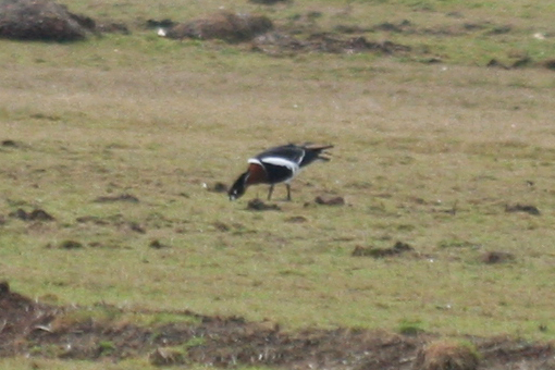 Red-breasted Goose (Branta ruficollis) Polder IJdoorn