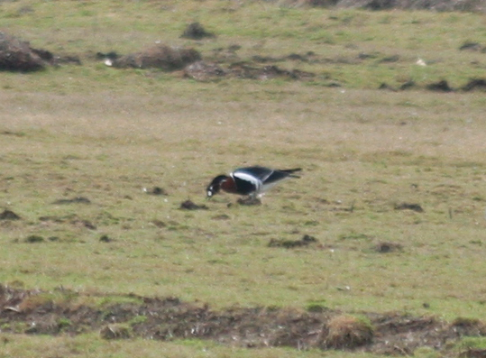 Red-breasted Goose (Branta ruficollis) Polder IJdoorn