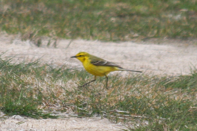 Yellow-crowned Wagtail (Motacilla flava flavissima) Camperduin, Vereenigde Harger en Pettemerpolder