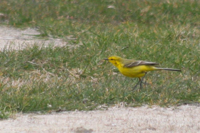 Yellow-crowned Wagtail (Motacilla flava flavissima) Camperduin, Vereenigde Harger en Pettemerpolder