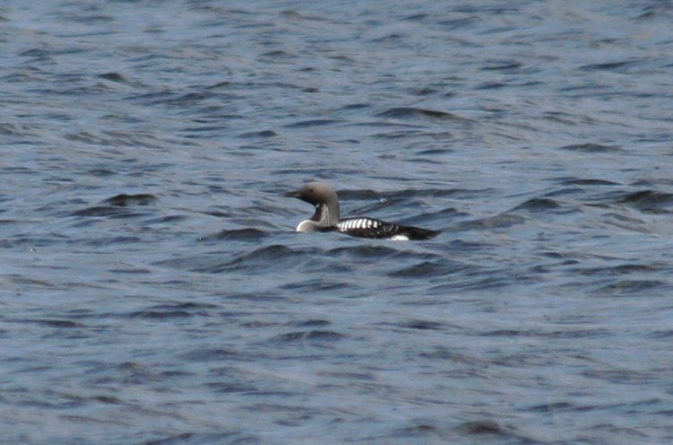 Black-throated Loon (Gavia arctica) Oostzaan, het Twiske