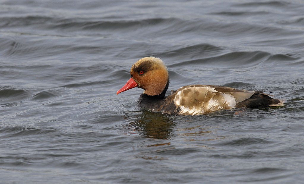 Krooneend /Red Crested Pochard / Bloemendaal