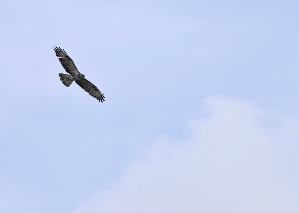 Buizerd / Common Buzzard / Heerde