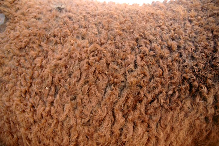 winter curly
