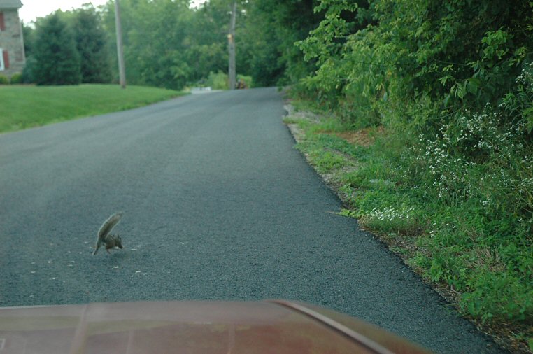 squirrel run