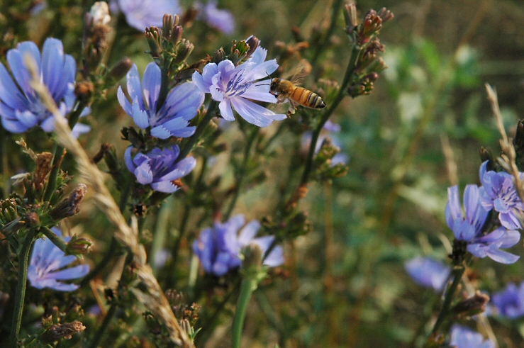 bee chickory