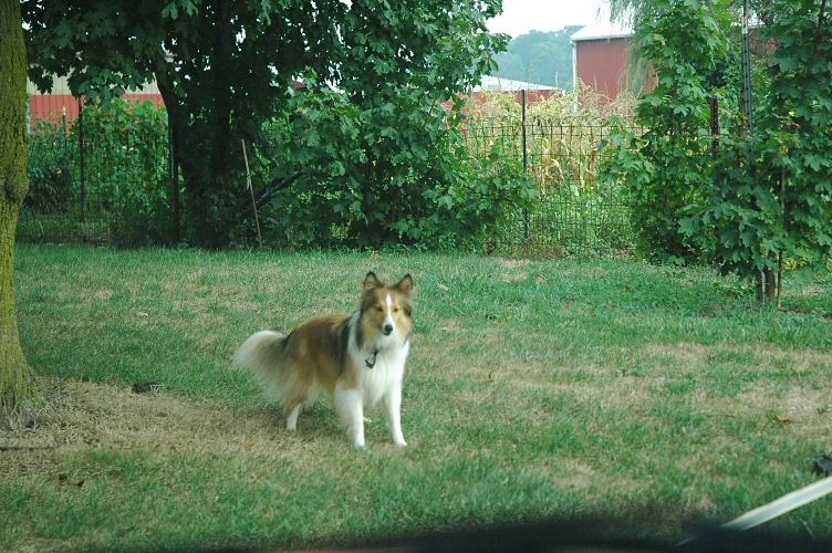 little collie (sheltie)