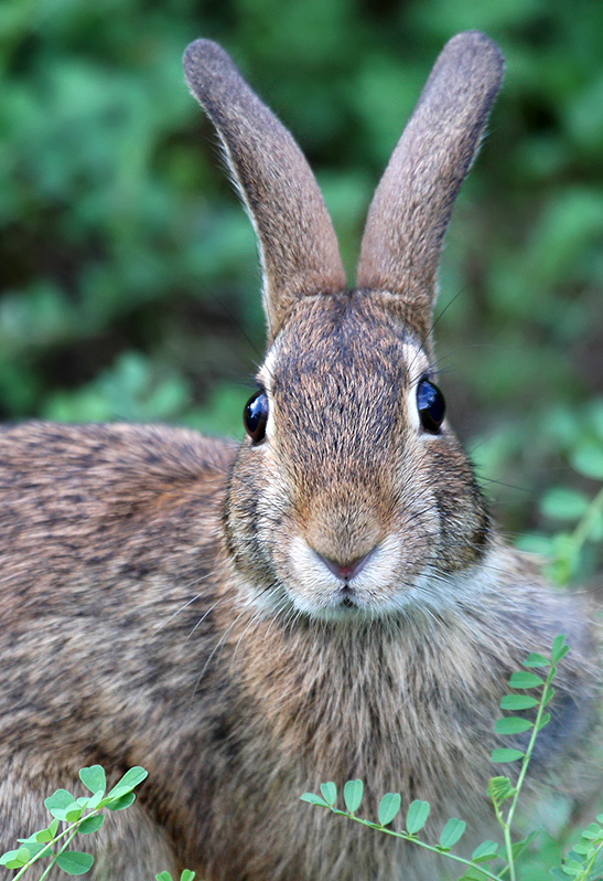 Eastern Cottontail
