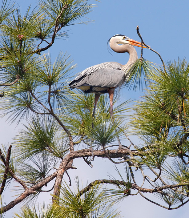 Great Blue Heron-nest building