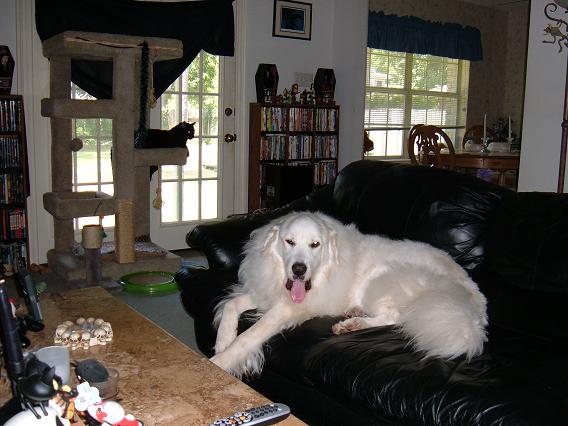 White yawn.jpeg