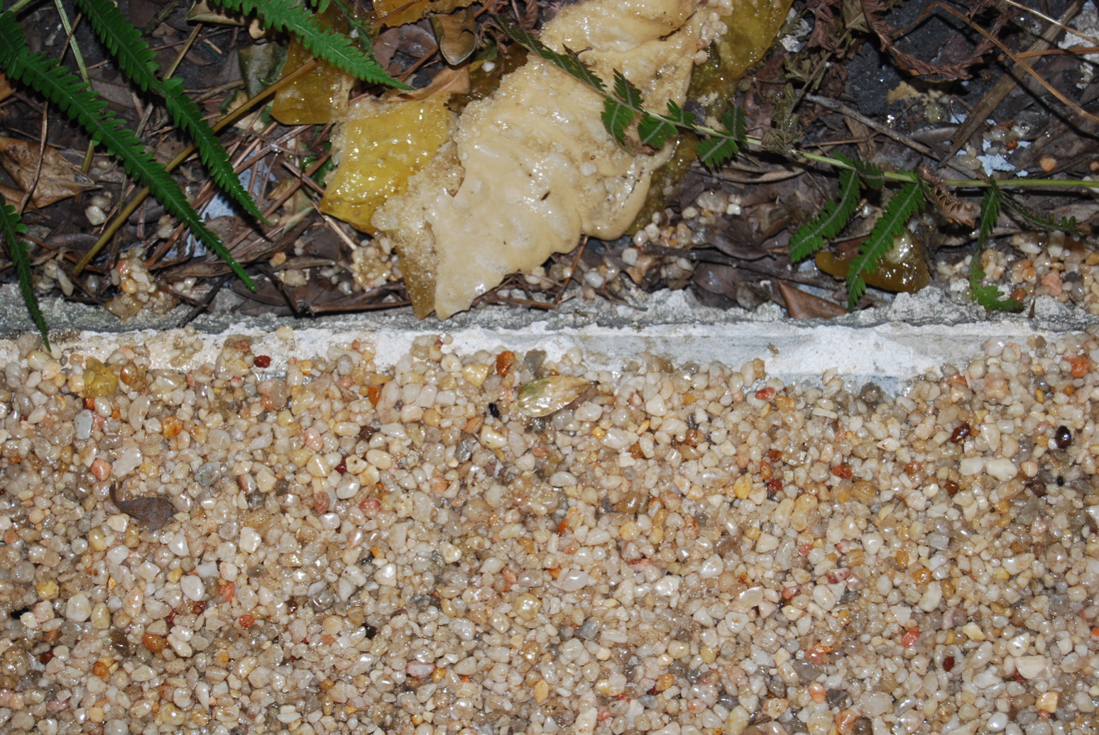 DSC_0019.JPG - porch edge