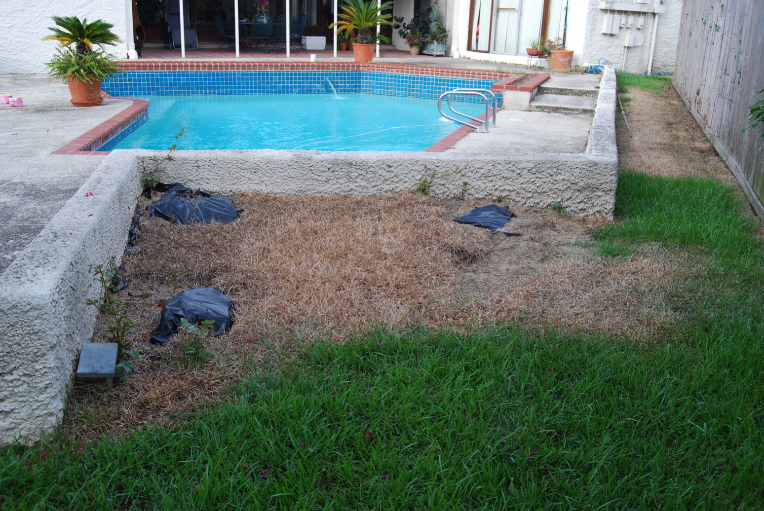 DSC_0087.JPG more dead grass
