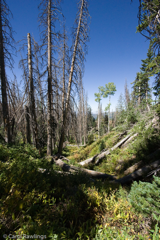 Cedar Breaks National Monument, Utah