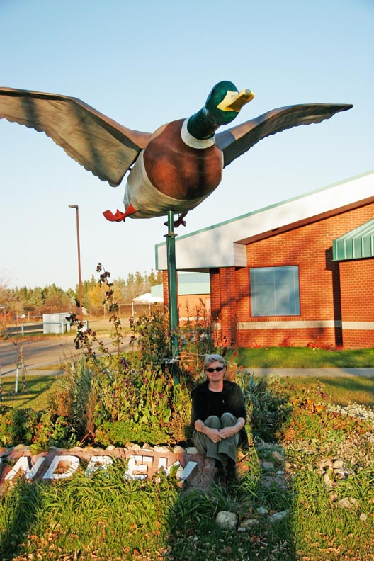 Mallard Duck - Andrew, Alberta