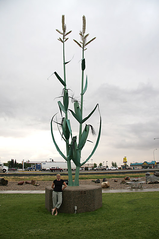 Corn Stalk - Taber, Alberta