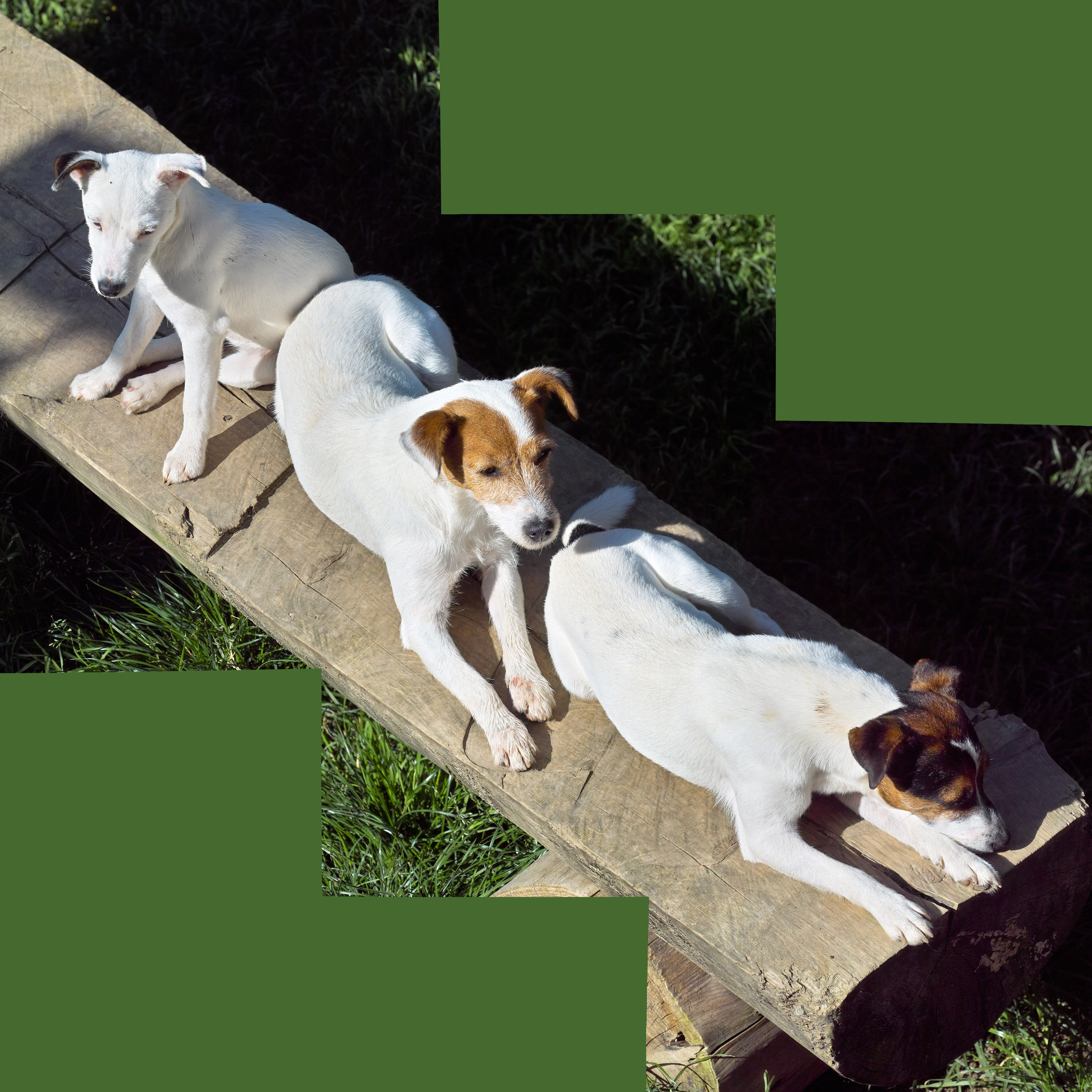 Tilly, Coco and Dorian