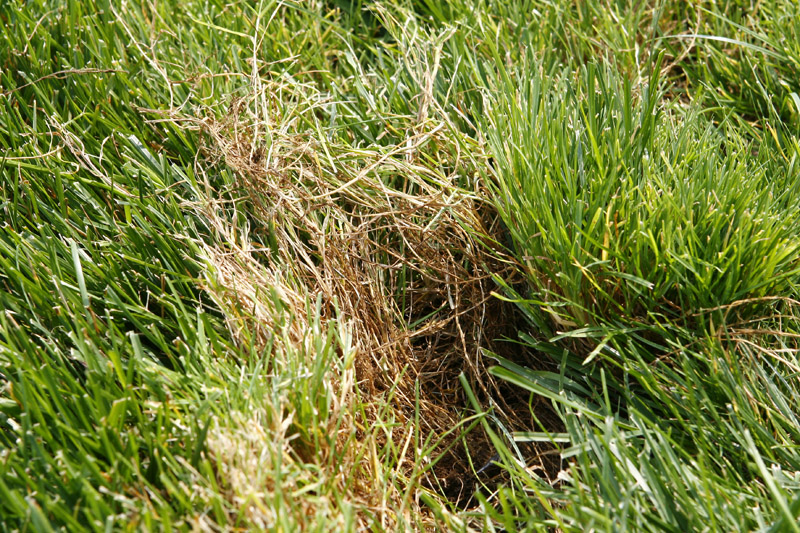 POA grass problem 4.JPG