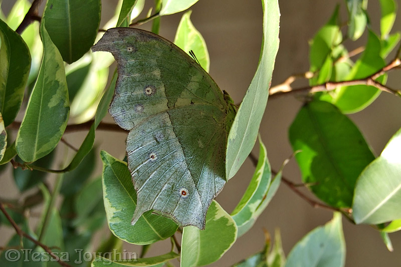 The butterfly on the shrub outside the front door