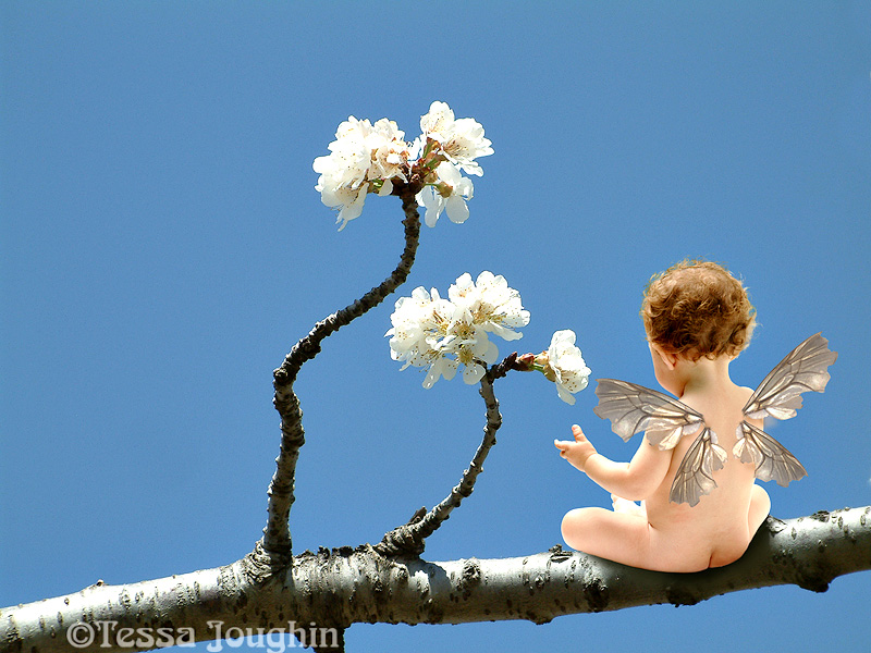 The Cherry Blossom Fairy