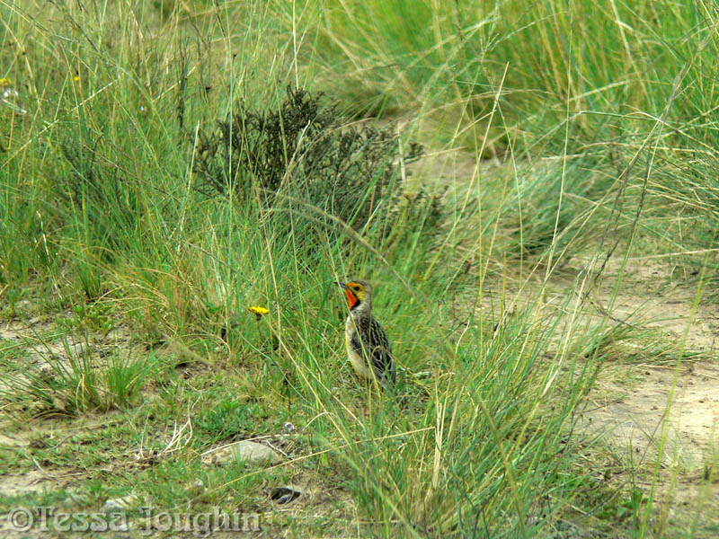  Cape Longclaw (previously known as the Orange Throated Longclaw)